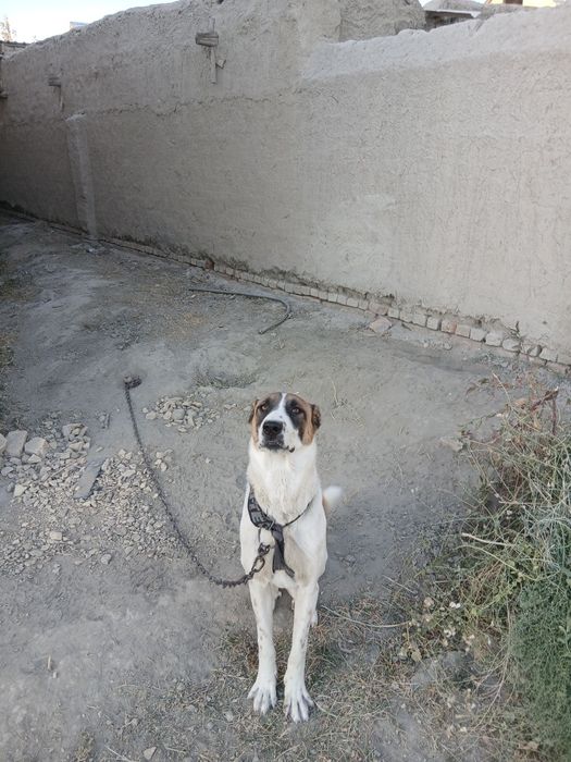 Alabay kuchuk sotiladi