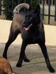 Femela ciobanesc belgian Malinois