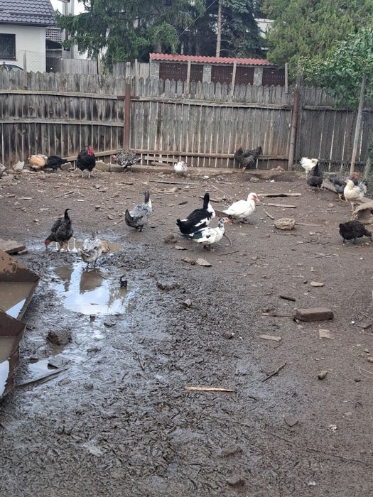 Vând 4 rate românești și 3 lesesti