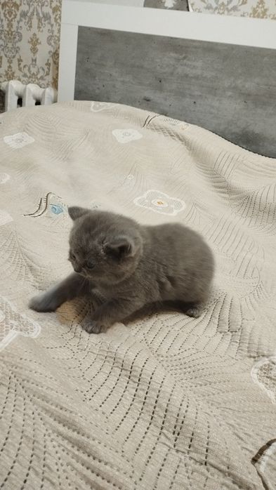 Продам котенка британского