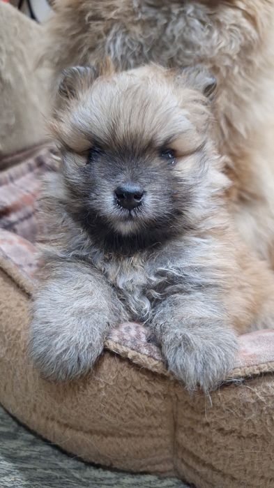 Щенки шпица мальчики