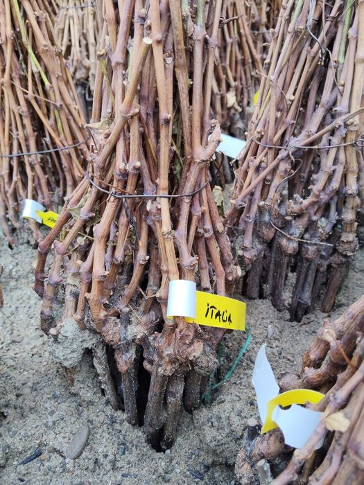 Vând Butași vita de vie