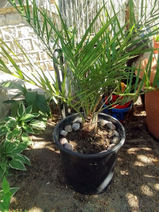 Големи Финикови палми