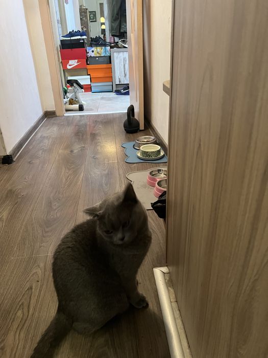 Сладка пухкава британка