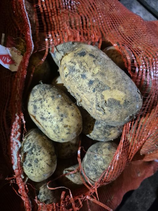 Картофель в сетках