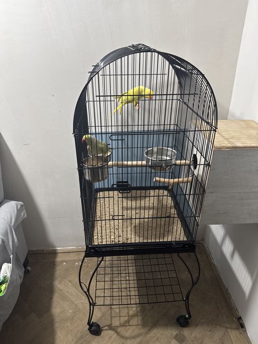 Pret promotional  astăzi micul alexandru