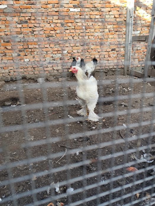 Продам Петуха Брама