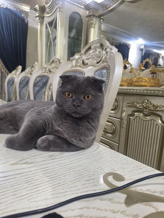 Скоттиш фолд, огил бола