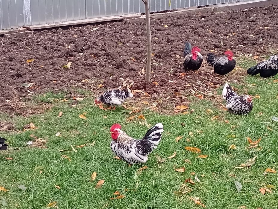 Cocoși și puicuțe chabo de vânzare  la Sallonta.