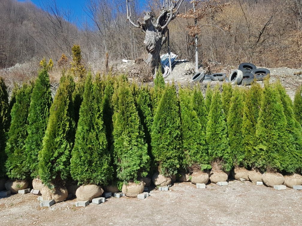 Plante ornamentale pentru gradini de vis