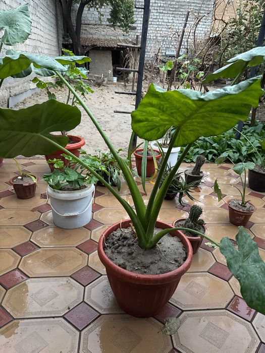 Manzarali ofisni fil quloq gul