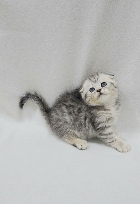Шотландский Скотиш фолд девочка