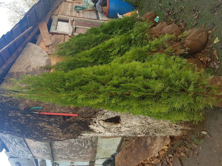 Tuia smarald gazon rulou si multe alte speci de plante
