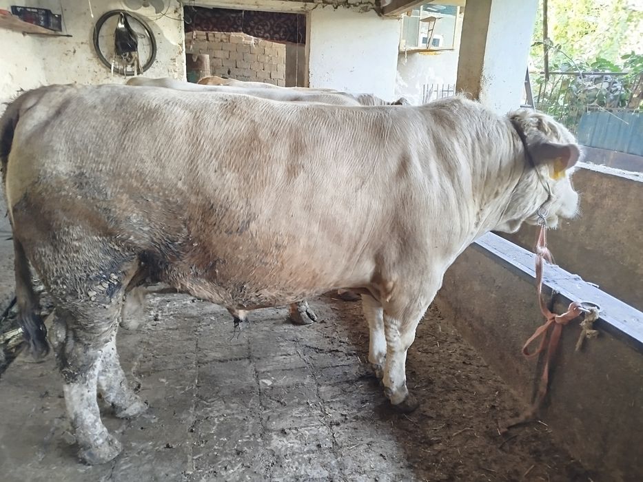 Ассаламу алейкум букалар сотилади Порода Авликол ,Сементал