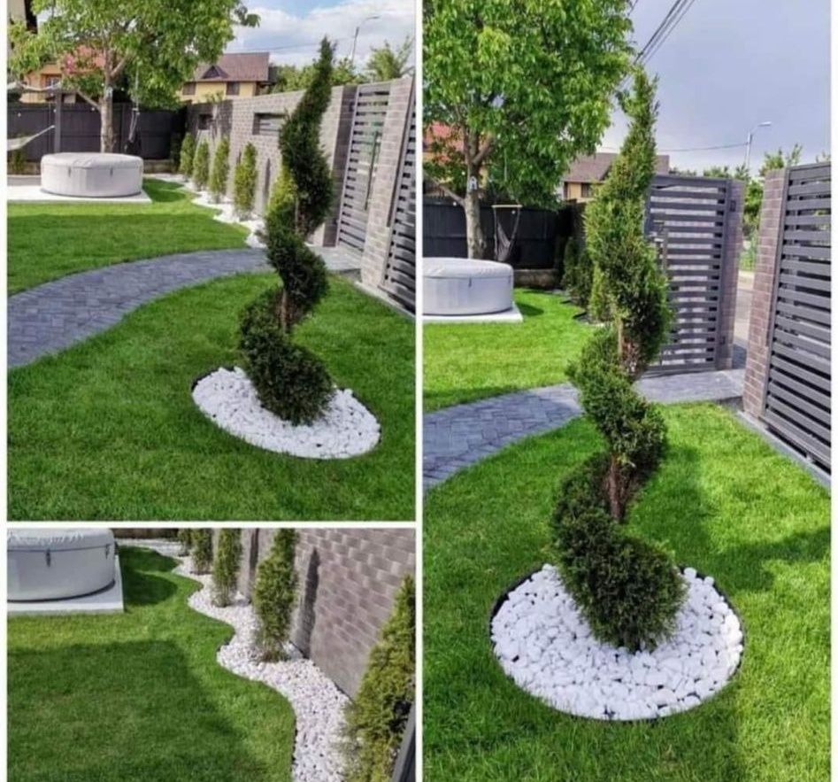 Tuia forme enupar arțar plante ornamentale amenajez grădini