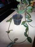 Hoya carnosa sau lacrima maicii domnului!