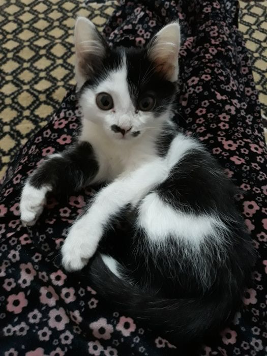 Mushuk bolasi hadiyaga