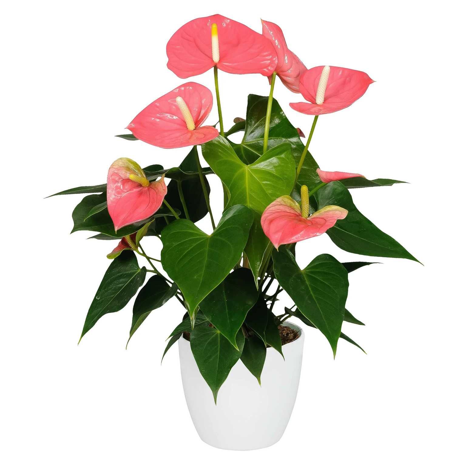 Комнатное растение - (Anthurium) - Голландский Антуриум