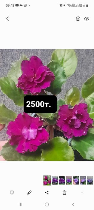 фиалки комнатные цветы