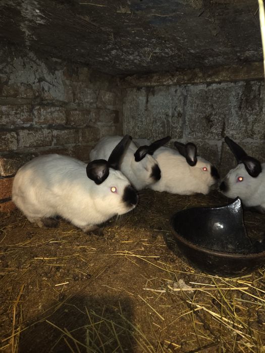 Iepuri de vanzare(vi sau carcasă