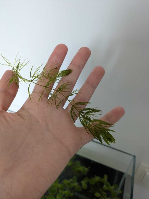 Vand plante de acvariu easy si melci