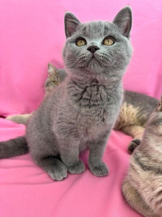 British shorthair 4 luni
