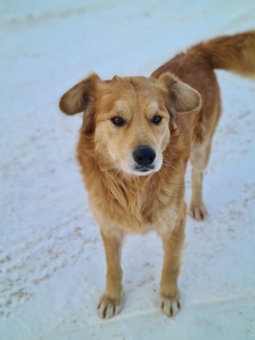 Собачки в добрые руки (можно на территорию базы, складов)