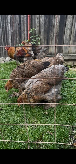 Găini brahma potârnichiu