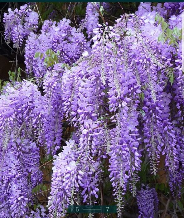 Glicina planta liana si parfumata