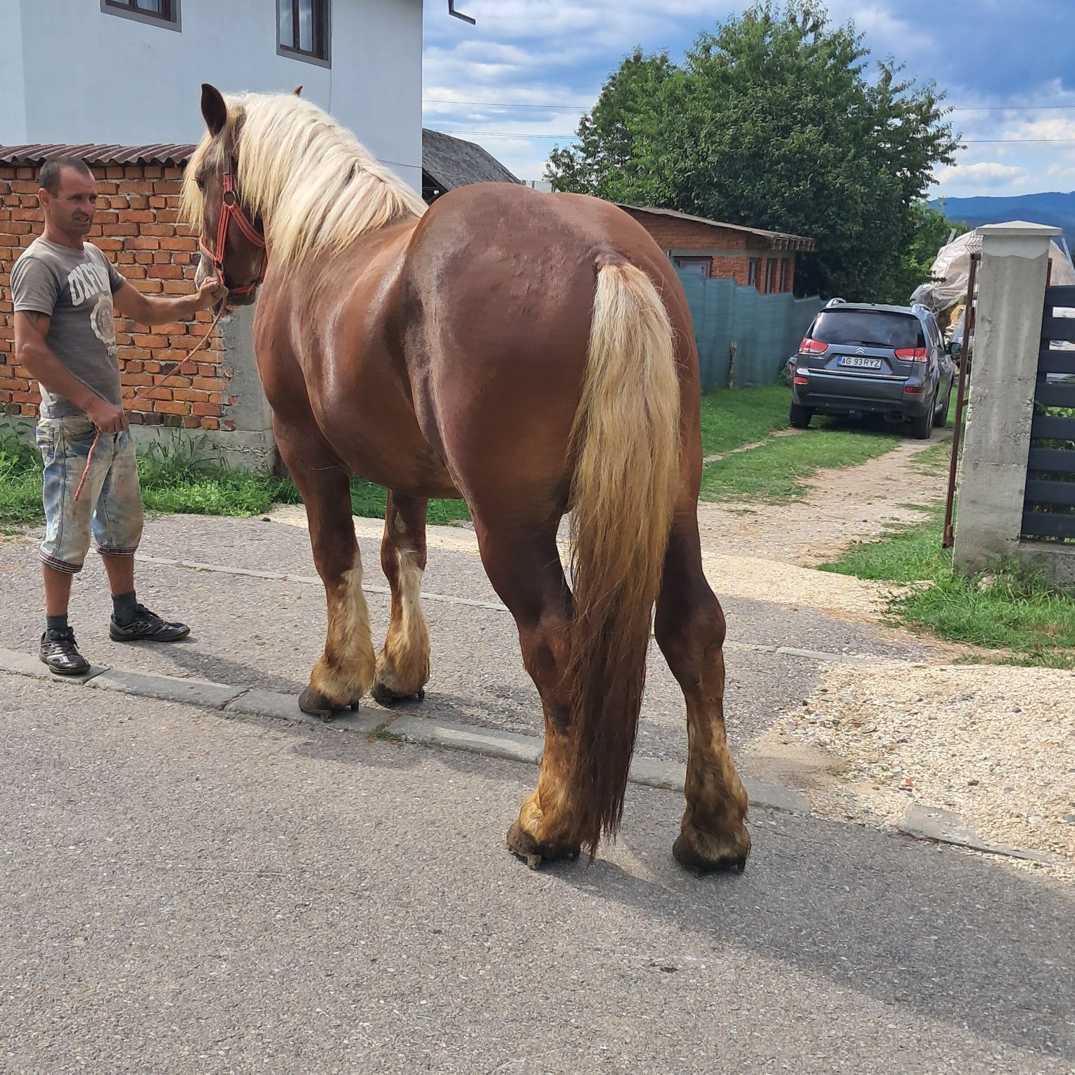 Vând cârlan în vârstă de 3 ani!
