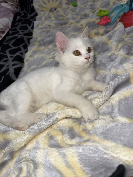 Turetskaya angorka mushukcha