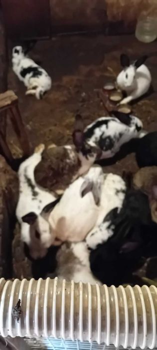 Женски зайци готови за майки