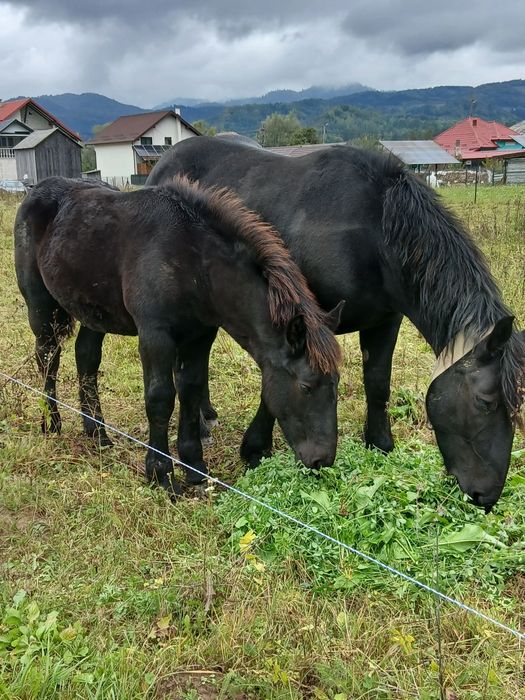 Vând  mnz  de 6 luni din cai ferate  frumoși