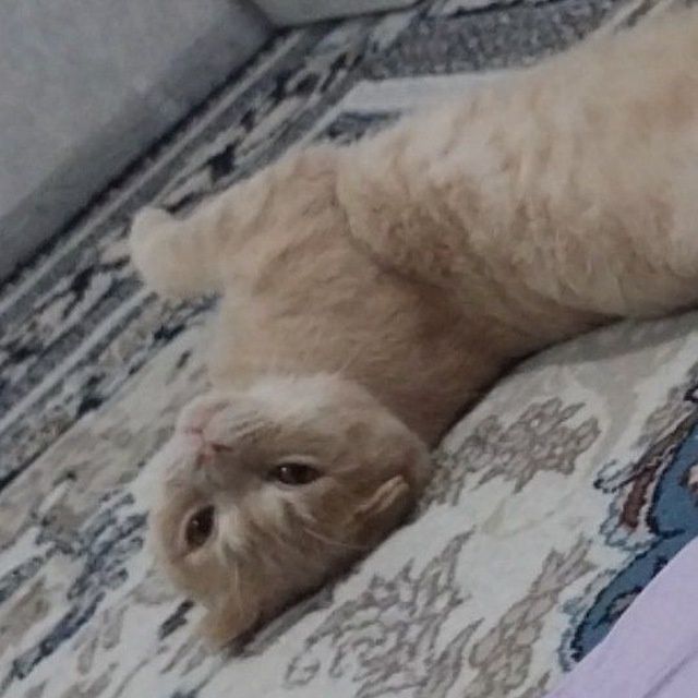 Mushuk skontch folt judayam aqilli odamlarni yaxshi kuradi