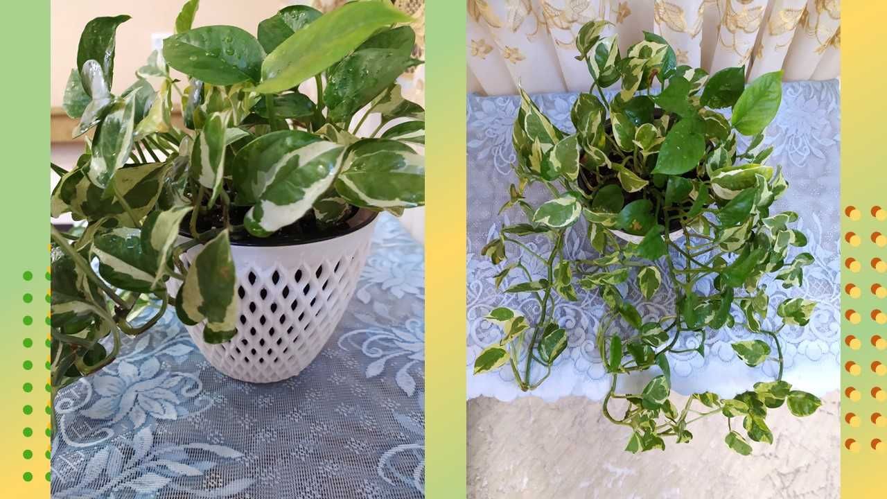 Цветы для дома, офисов, кафе, клиник. Шикарная Хойя. Эпипремнумы