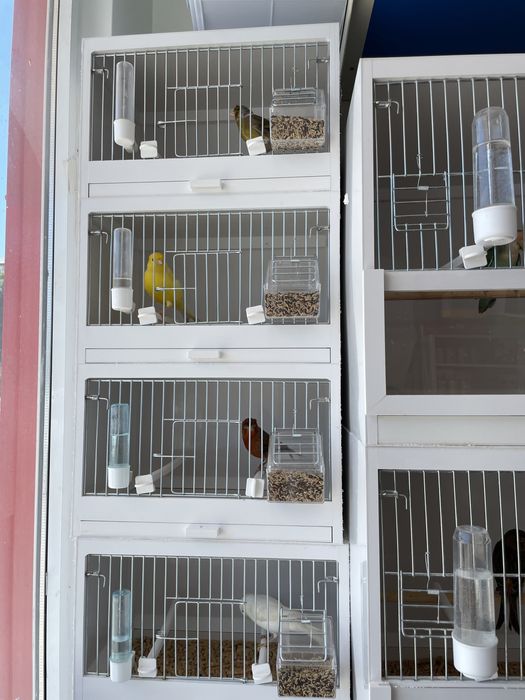 Canari Pui si Maturi, Masculi si Femele!!!