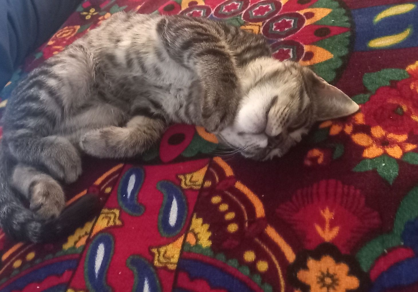 Отдою даром котёнка