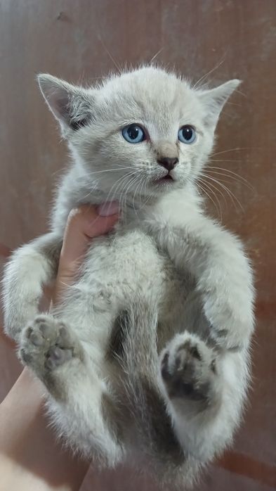 Отдам котят в хорошие руки