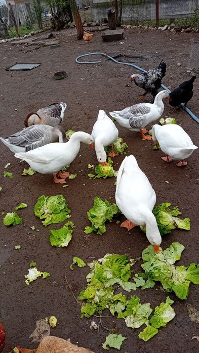 Vând gâște și găini