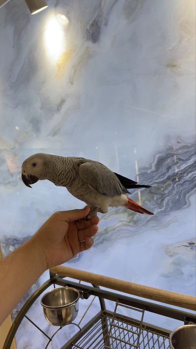 Жако Конго папугай