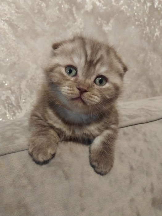 Шотландские скоттиш фолд