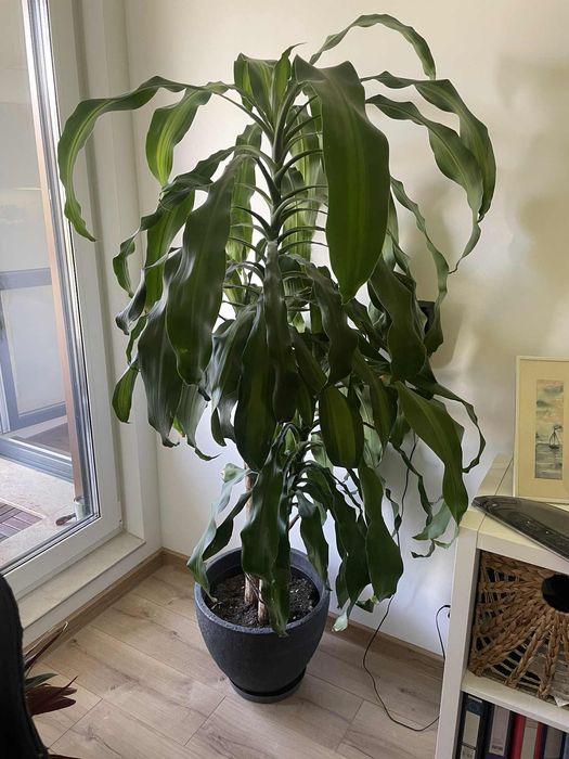 Продавам палми драцена фрагранс