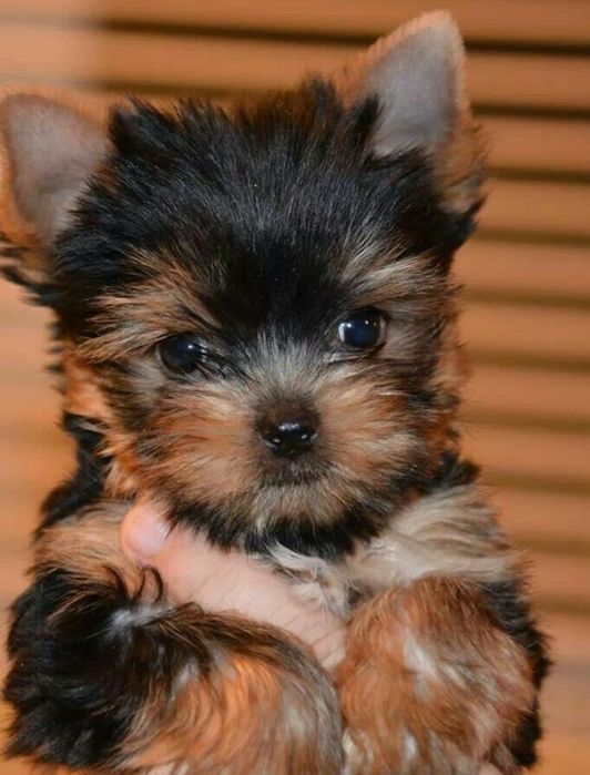 Yorkshire terrier talie mica