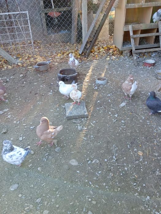 Vând porumbei kingi