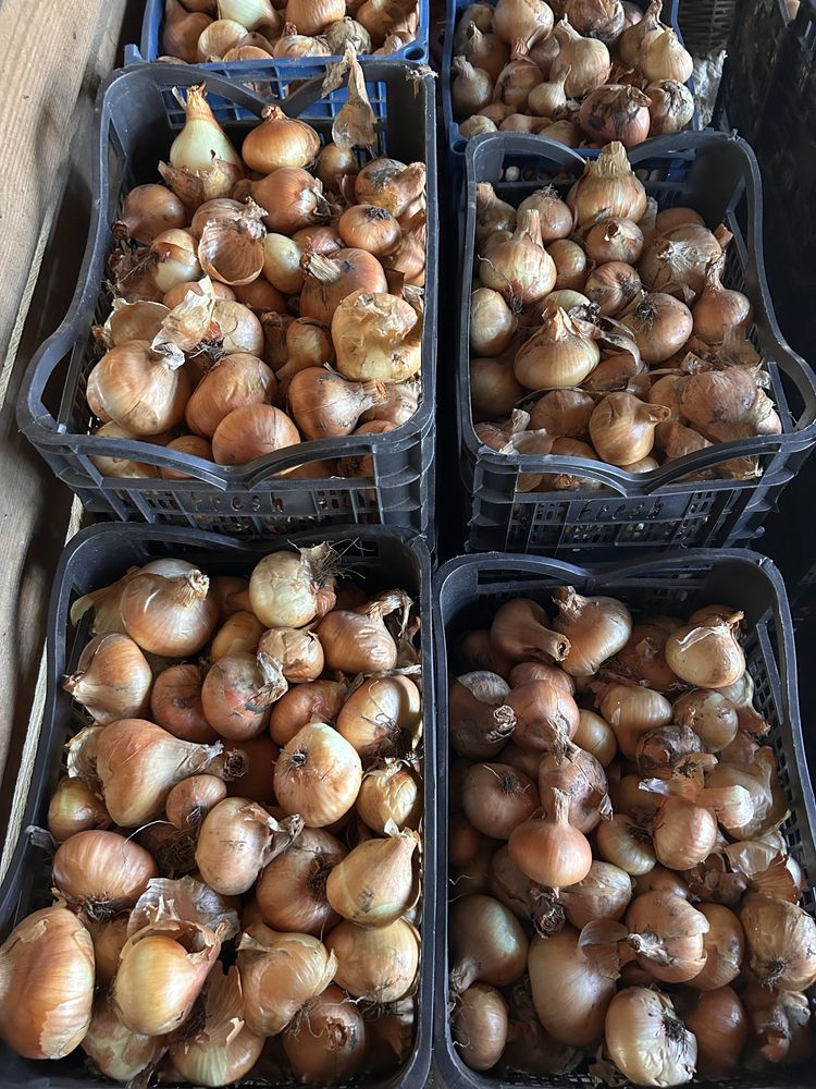 Vând Ceapă Românească de la Producător (Județul Buzău)