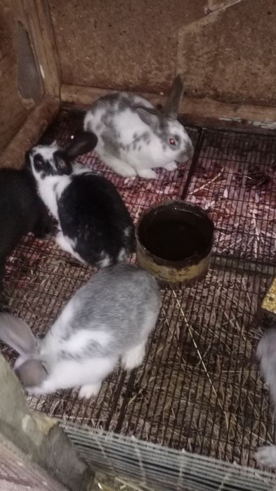 Крольчата обмен.