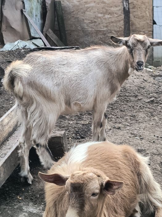 iadă de anul acesta.300lei..Dognecea.
