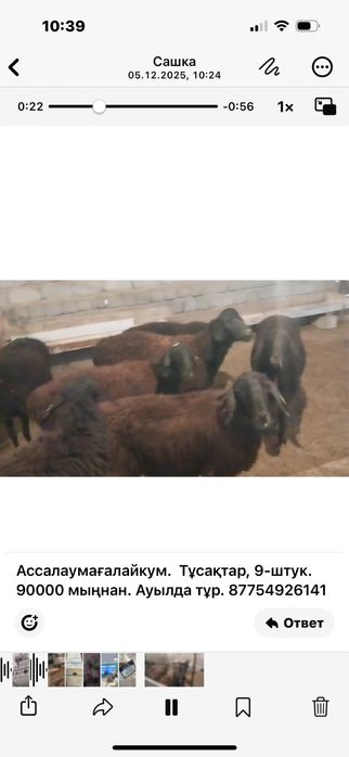 Бараны  жирные продам