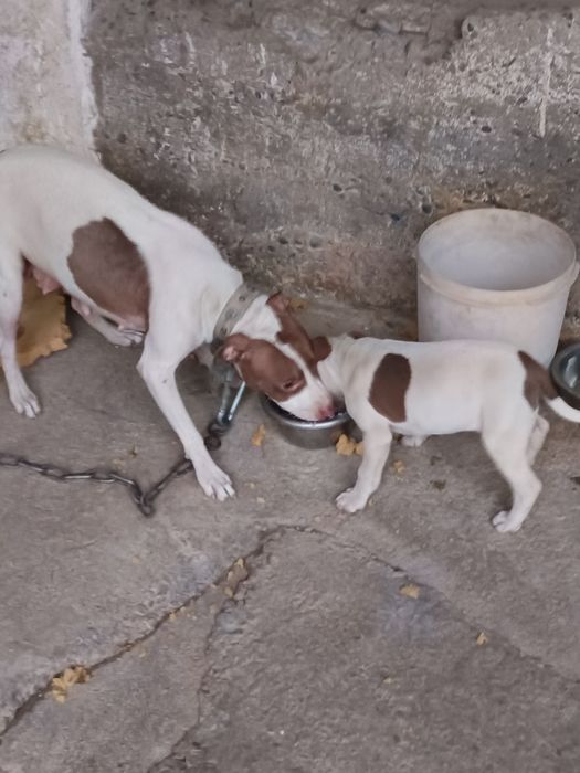 Питбуль боласи сотилади ургочи