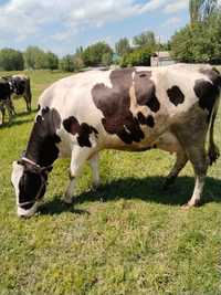 Продам породистых коров